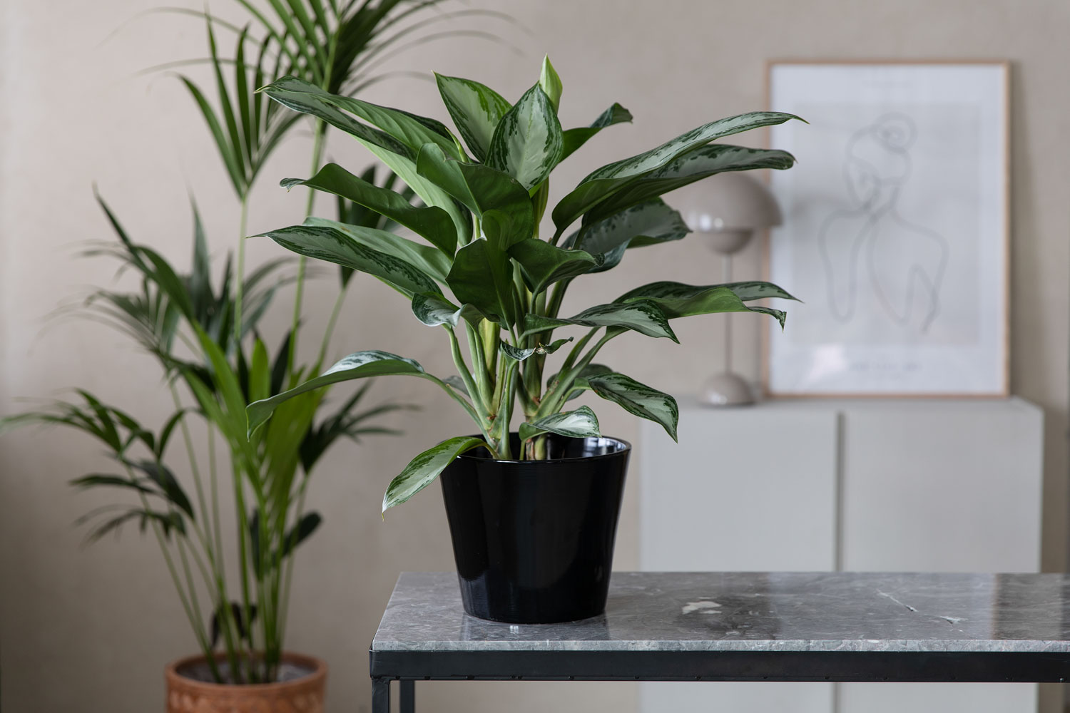 Aglaonema (sj&oslash;mannstr&oslash;st)